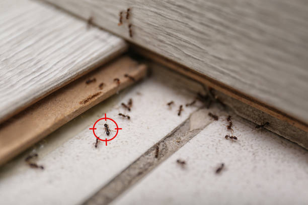 Best Pest Removal Services  in Eastport, NY