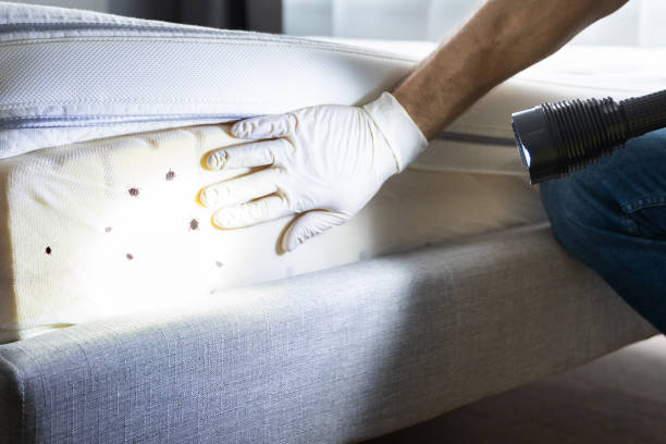 Best Insect Control  in Eastport, NY