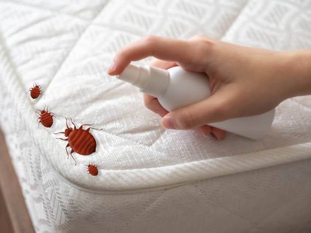 Best Spider Control Near Me  in Eastport, NY