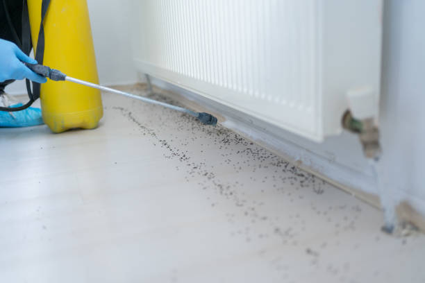 Best Pest Prevention Services  in Eastport, NY